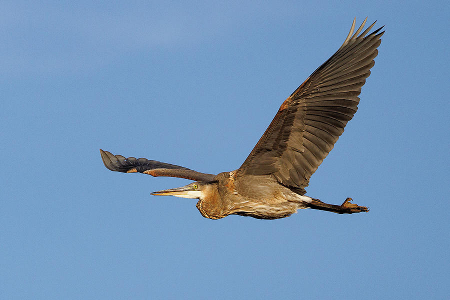 Great Blue Heron Morning Flyby Photograph