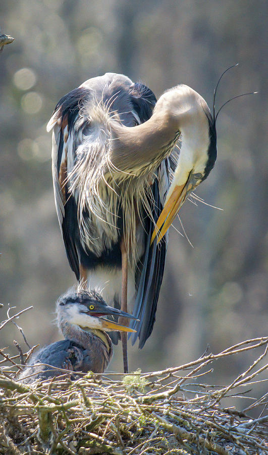 Great Blue Heron Mother and Baby Photograph by Jean St Arnauld | Fine ...