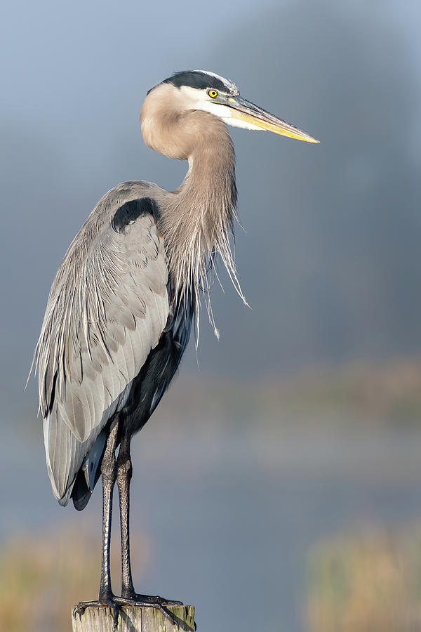 Great Blue Heron Photograph by Nathan Arnold