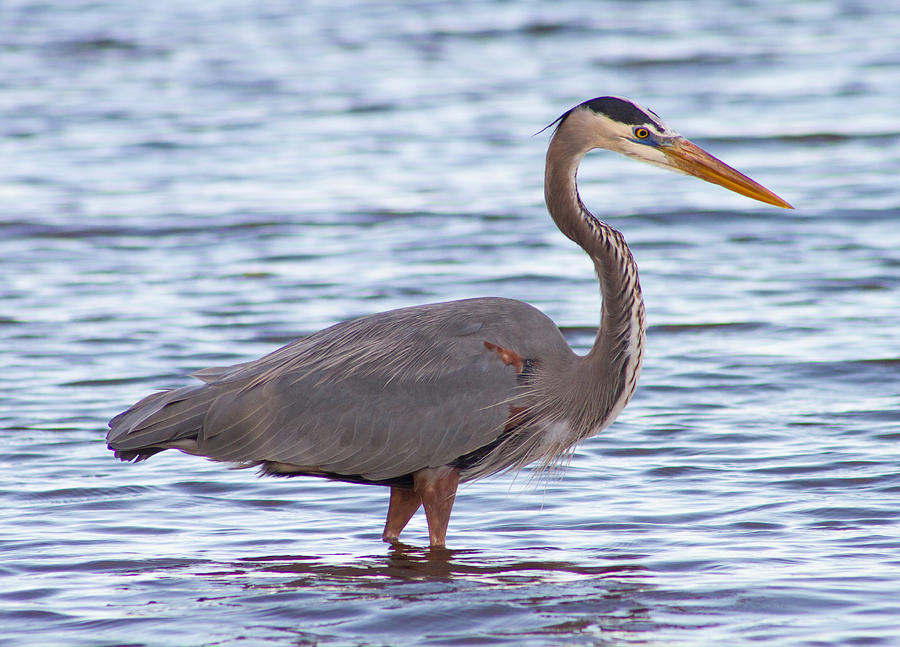 Great Blue Heron Photograph by Nautical Chartworks