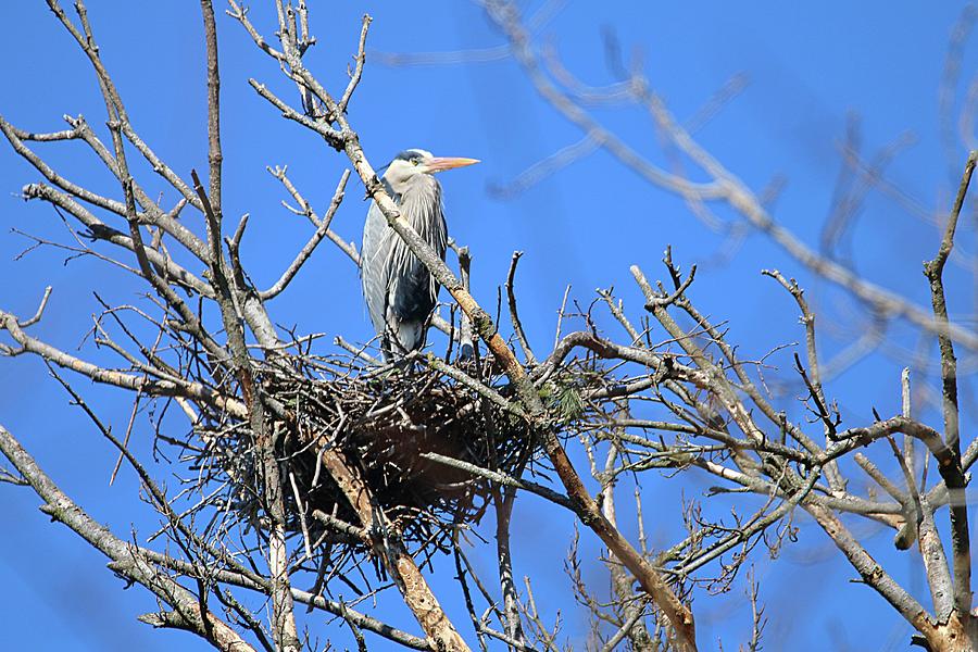 Great Blue Heron Nesting Photograph by David White - Fine Art America