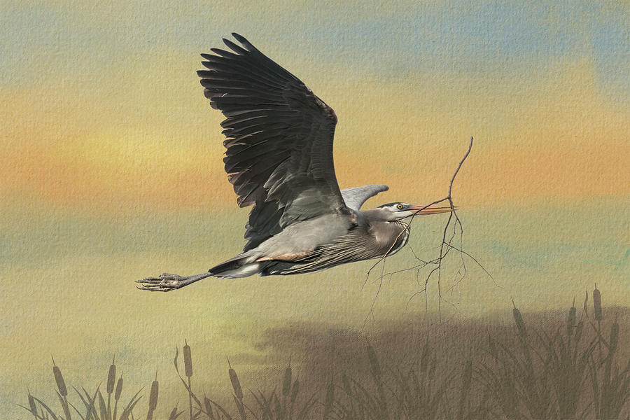 Great Blue Heron Nesting Flight with Watercolor Background Mixed Media by Patti Deters