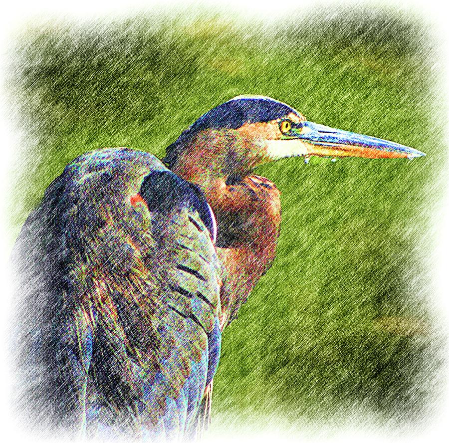 Great Blue Heron of Blind Brook Digital Art by Cordia Murphy