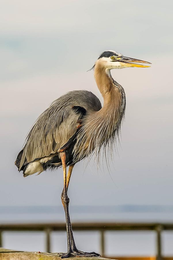 Great Blue Heron on a Ledge Photograph by Susan Rydberg