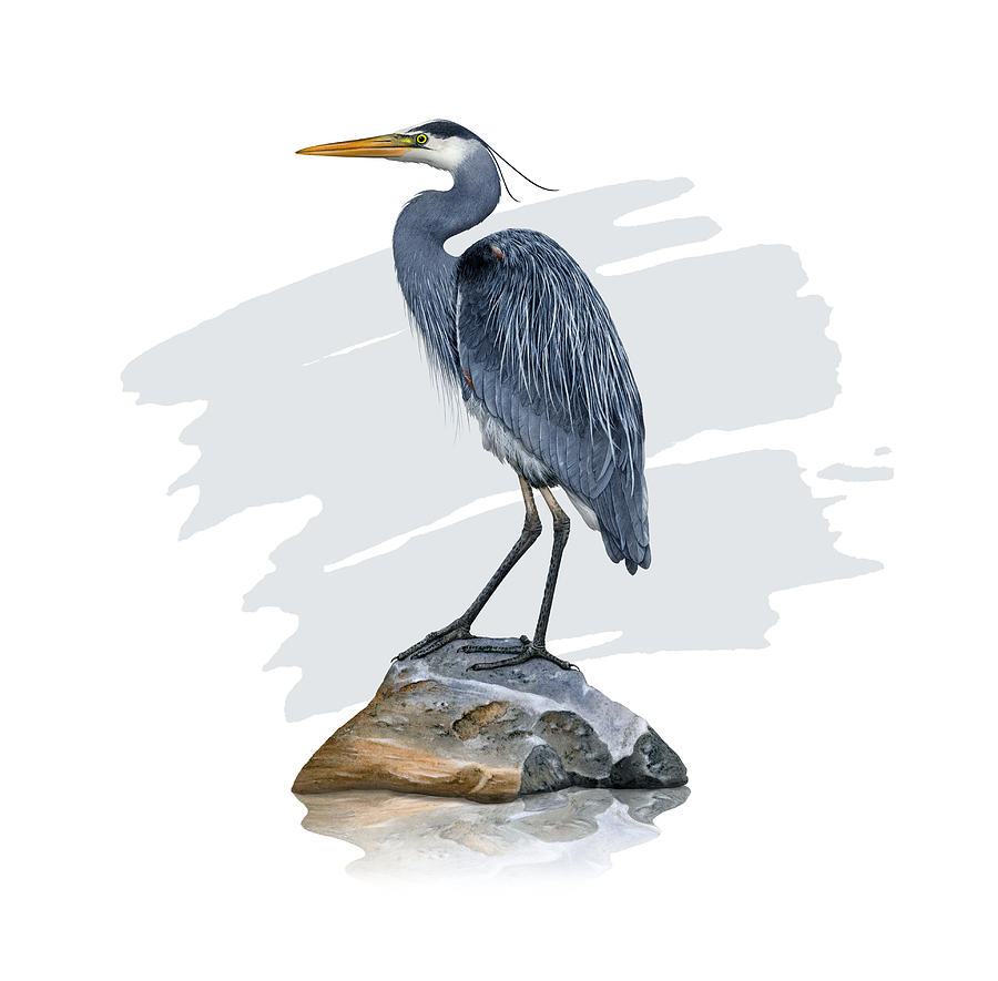 Great Blue Heron on a Rock Painting by Dawn Witherington