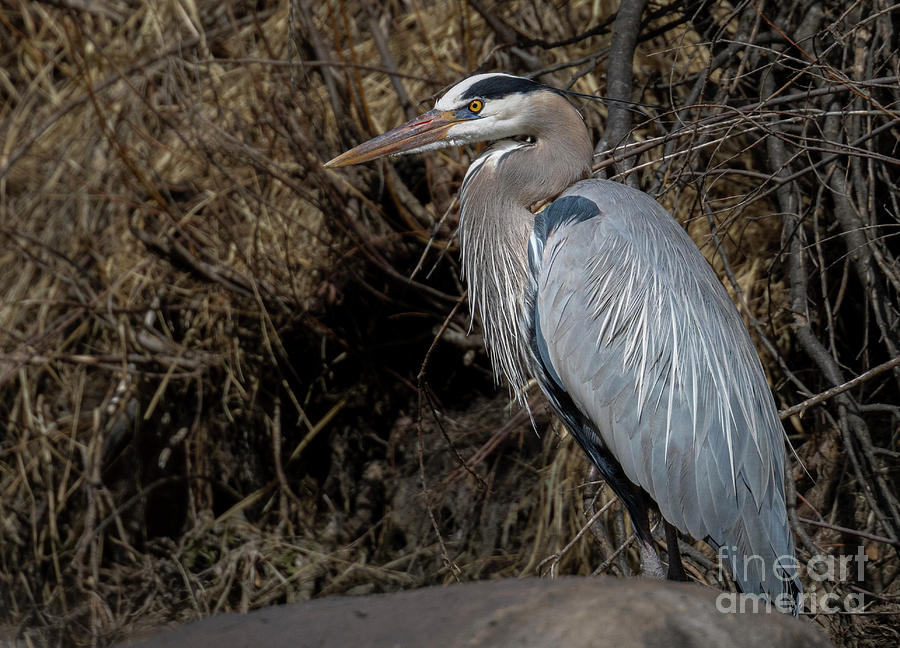 Great Blue Heron On A Rock Photograph