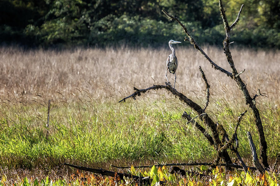 Great Blue Heron on a Snag Photograph by Belinda Greb