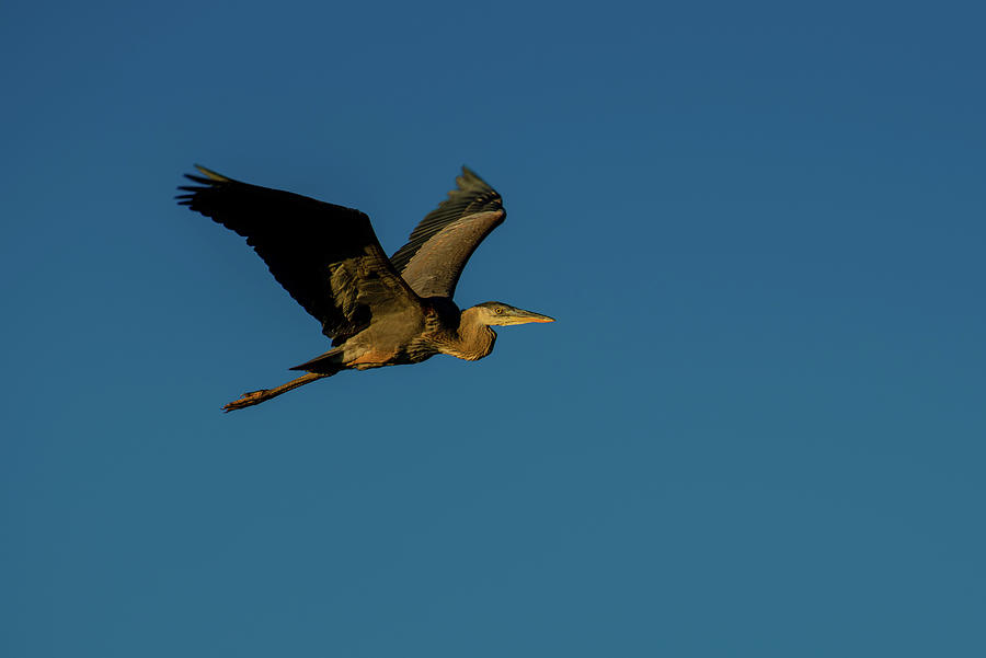 Great Blue Heron On Air Photograph by Yeates Photography