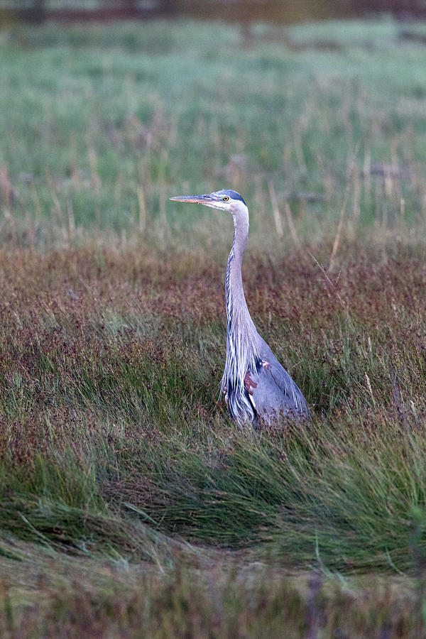 Great Blue Heron on Alert in Blackie Spit Marsh Photograph by Michael Russell