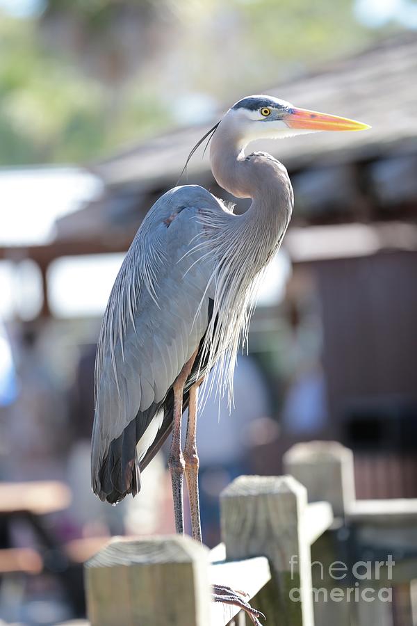 Great Blue Heron on Fence Photograph by Carol Groenen