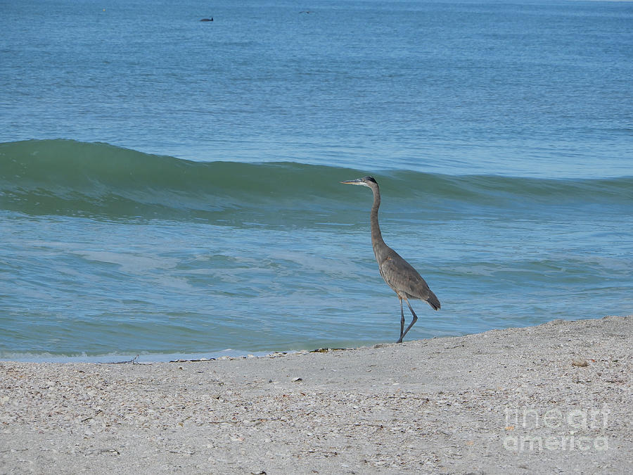 Great Blue Heron on Florida Beach Photograph by Carol Groenen