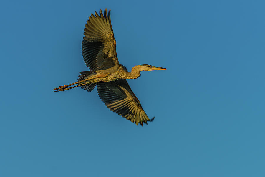 Great Blue Heron On Glide Photograph by Yeates Photography