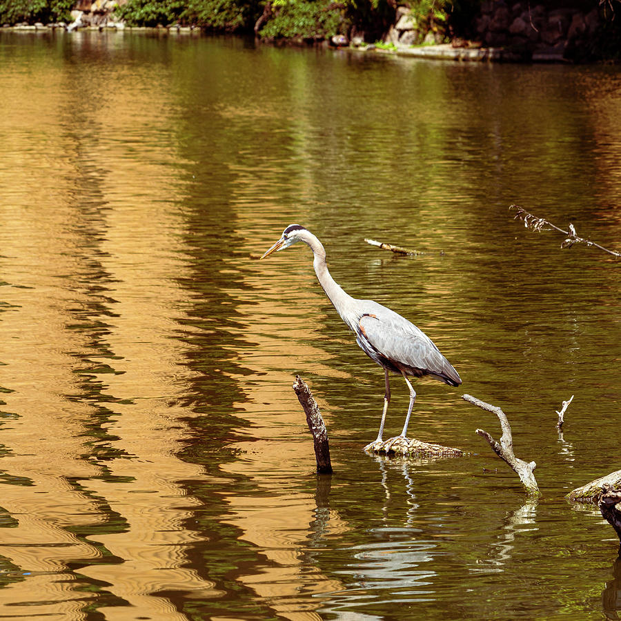 Great Blue Heron On Golden Pond 2 Photograph