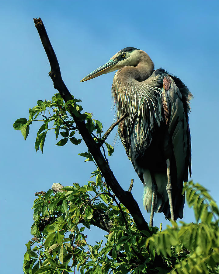 Great Blue Heron on High Perch Photograph by Dennis Lundell