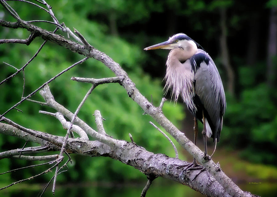 Great Blue Heron On Limb Photograph by Brian Wallace