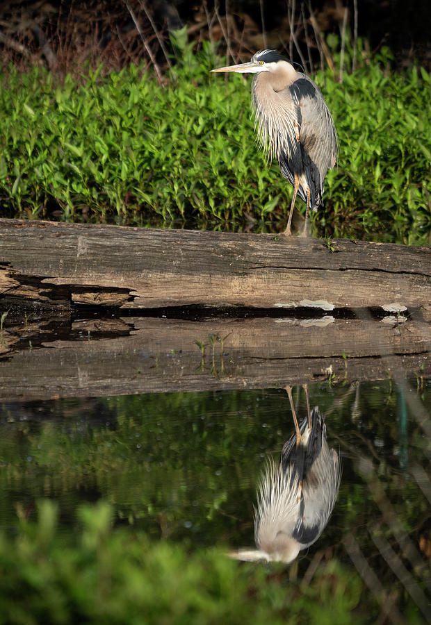 Great Blue Heron On Log With Reflection Photograph
