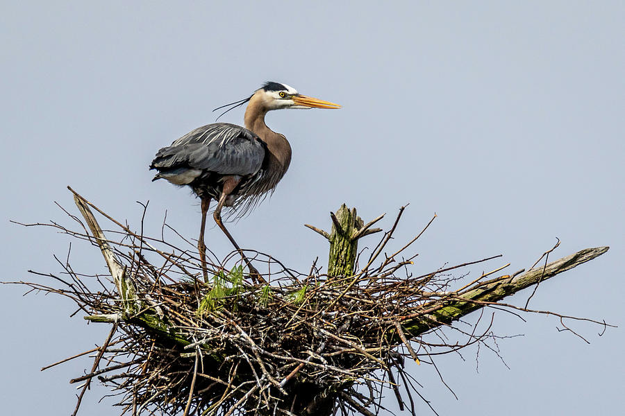 Great Blue Heron on Nest Photograph by Jim Gillen
