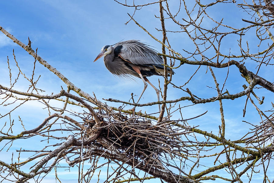 Great Blue Heron on Nest Photograph by Paul Giglia