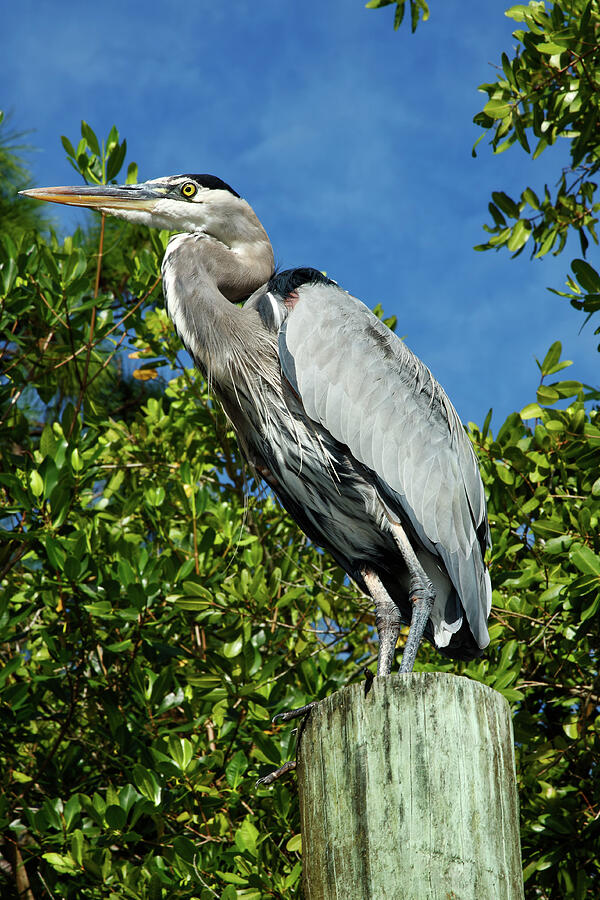 Great Blue Heron on Piling Photograph by Sally Weigand