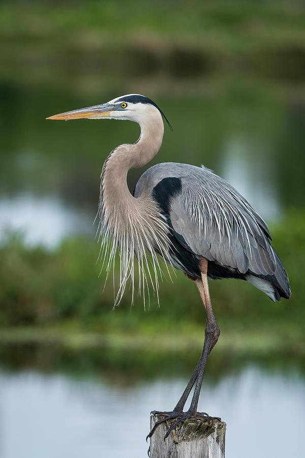 Great Blue Heron on Post Photograph by Bradford Martin