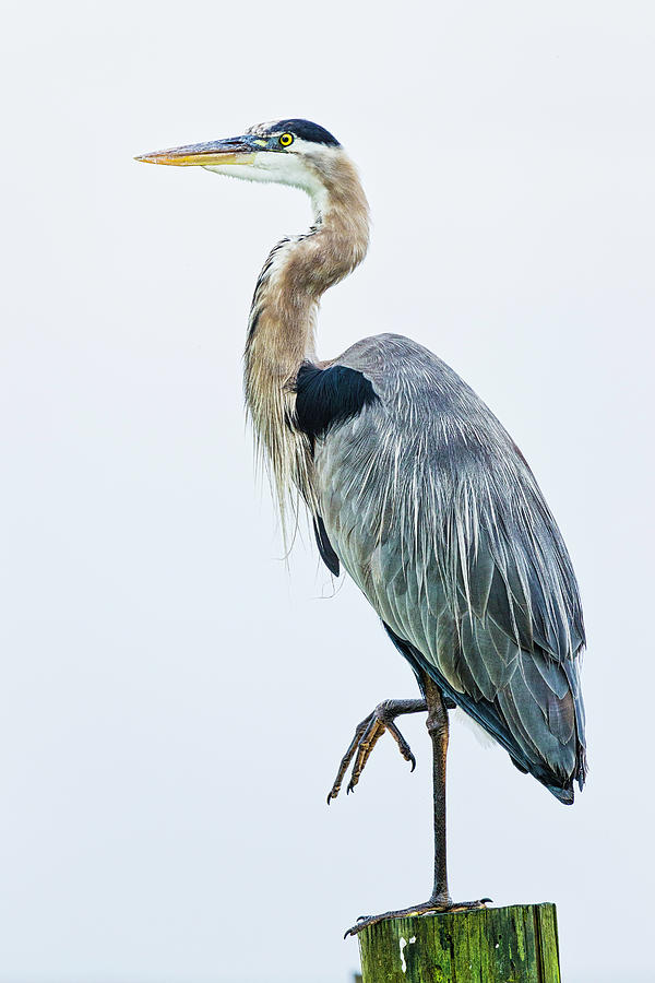 Great Blue Heron on Post Photograph by Fran Gallogly