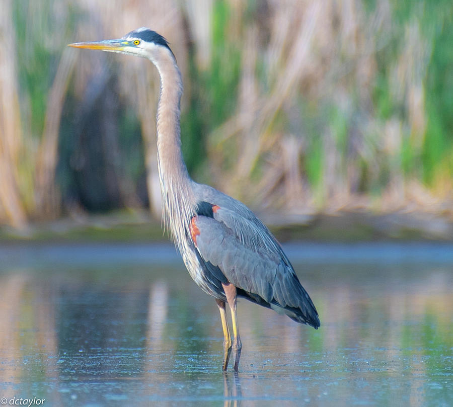 Great Blue Heron on Profile Photograph by David Taylor