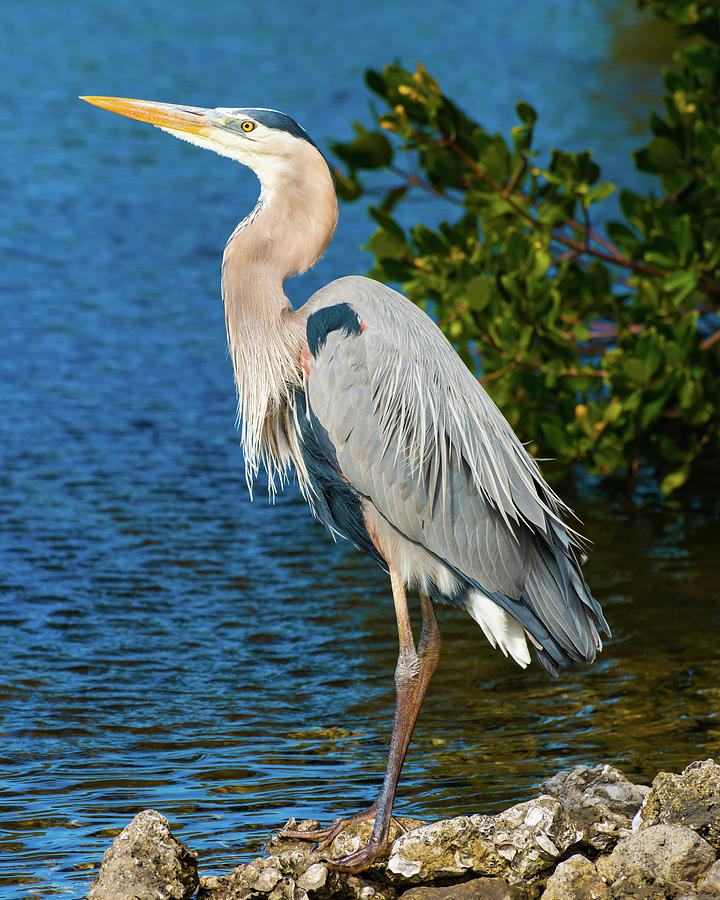 Great Blue Heron on Sanibel Photograph by Clint Buhler