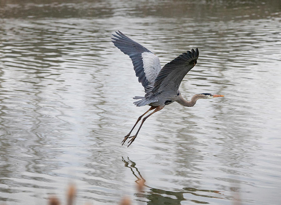 Great Blue Heron on Takeoff Photograph by Peter De Gannes - Fine Art ...