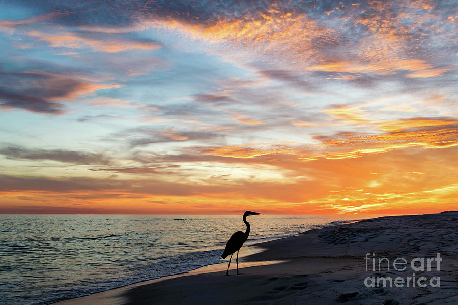 Great Blue Heron on the Beach at Sunset Photograph by Beachtown Views