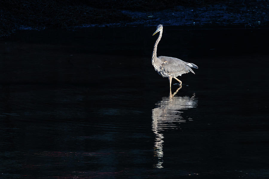 Great Blue Heron on the Hunt Photograph by John Meader