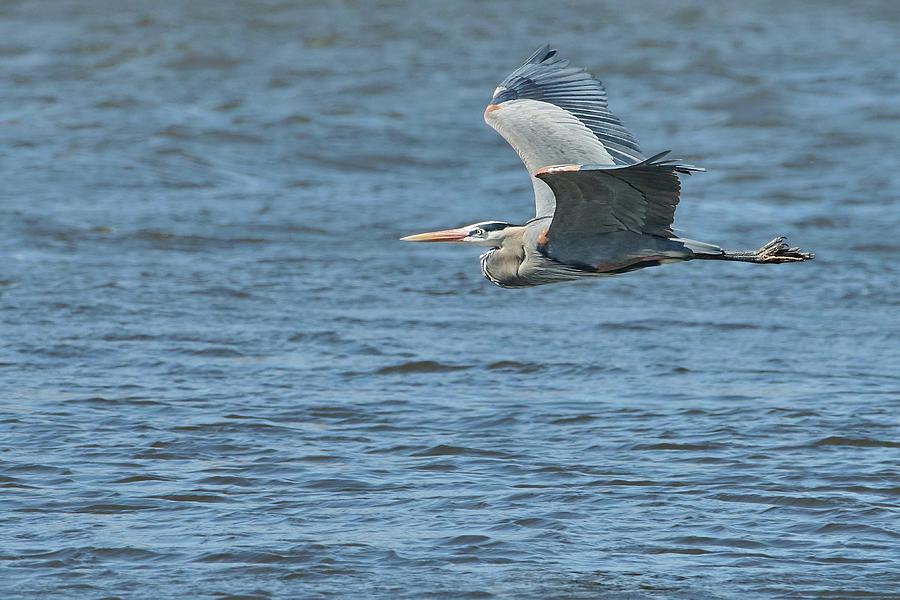 Great Blue Heron on the Misssissippi Photograph by Jim Hughes