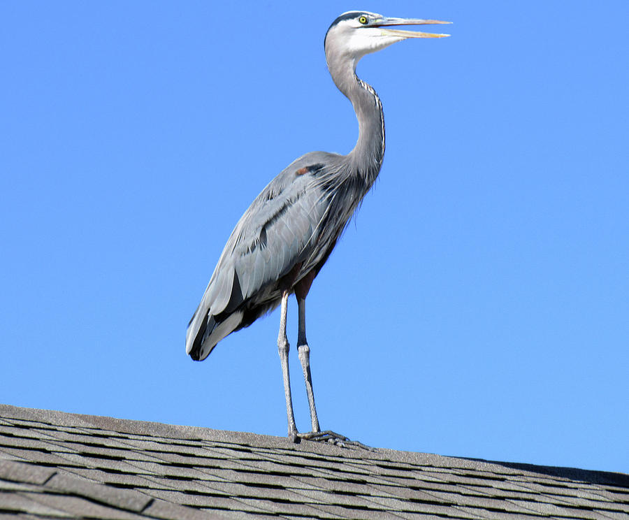 Great Blue Heron On The Neighbors Housetop Photograph by Amy Hosp