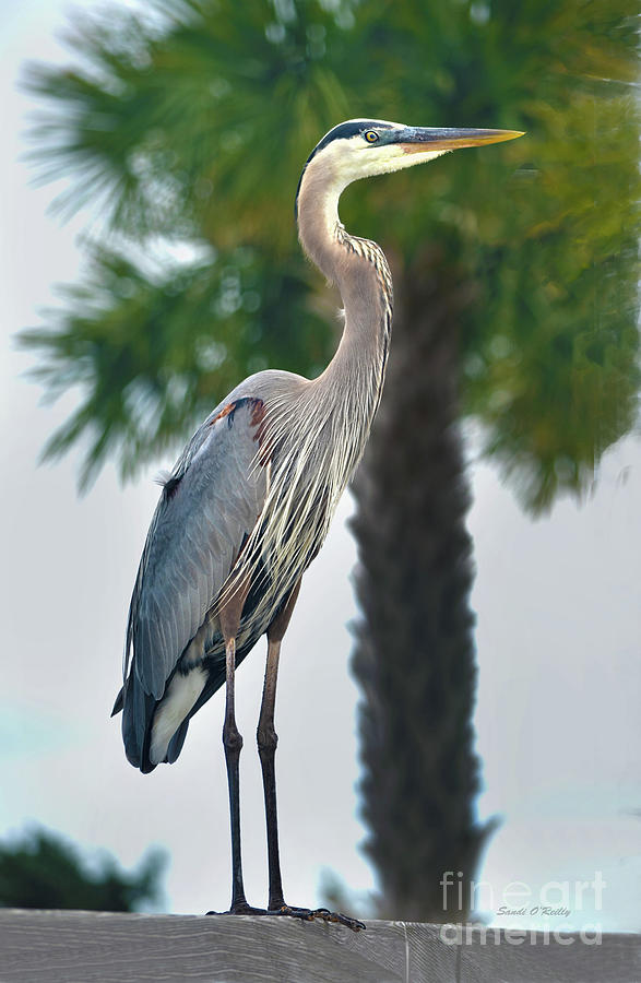 Great Blue Heron On The Pier Photograph by Sandi OReilly