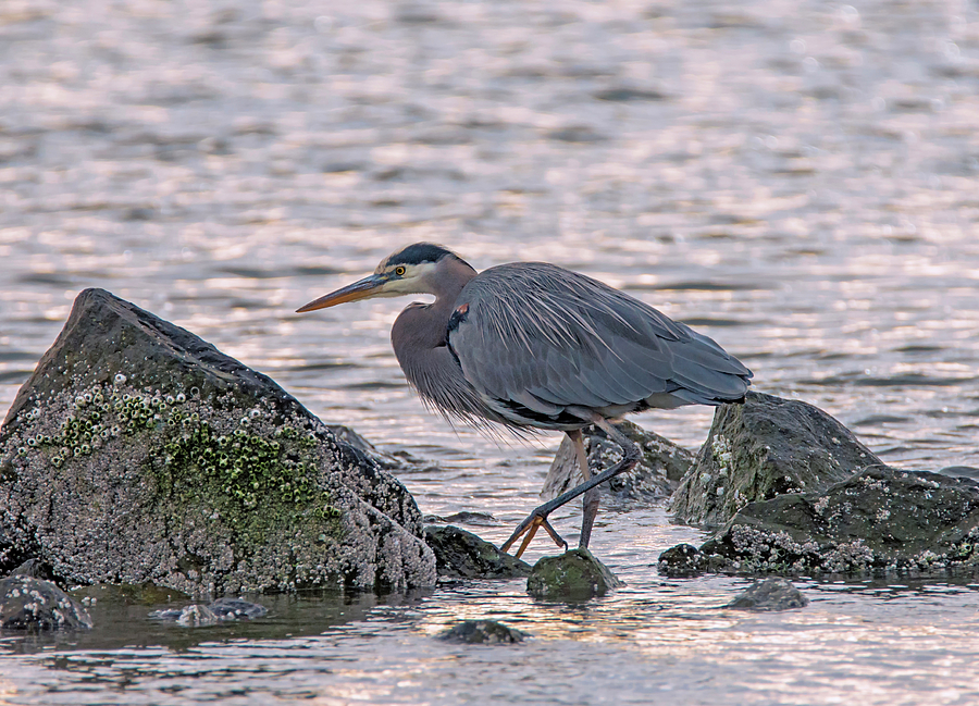Great Blue Heron on the Rocks Photograph by Loree Johnson