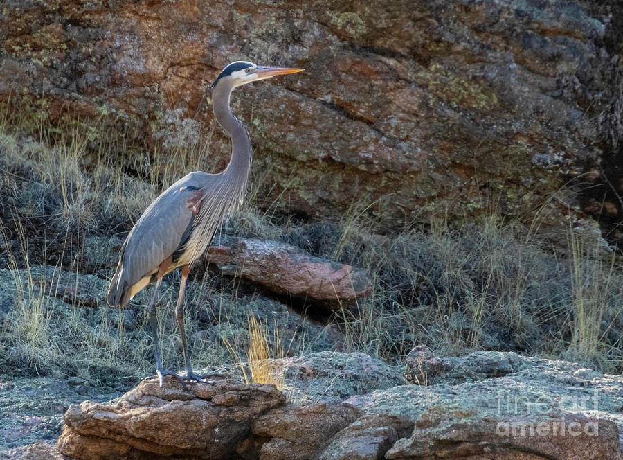 Great Blue Heron on the Rocks Photograph by Steven Krull