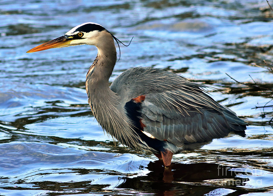 Bird Photograph - Great Blue Heron On The Waters Edge by Terry Elniski