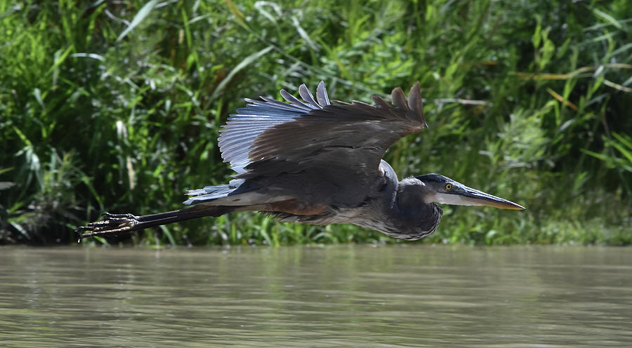 Great Blue Heron on the Wing Photograph by Ben Foster
