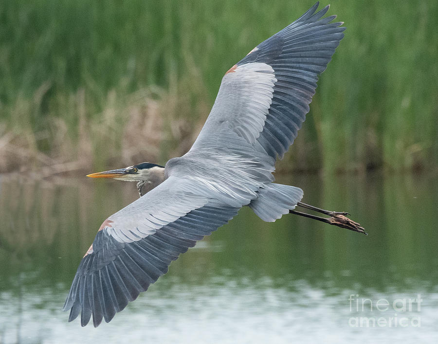 Great Blue Heron on the Wing Photograph by Dennis Hammer