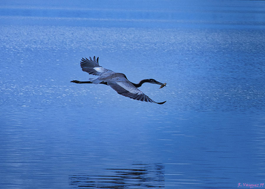 Great Blue Heron On The Wing Photograph by Rene Vasquez