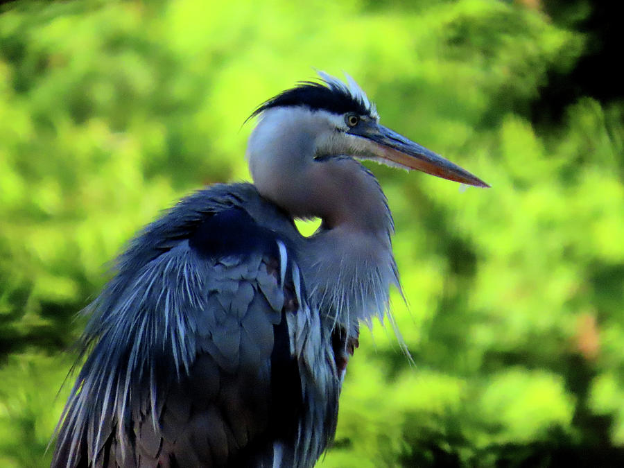 Great Blue Heron - One Photograph by Linda Stern