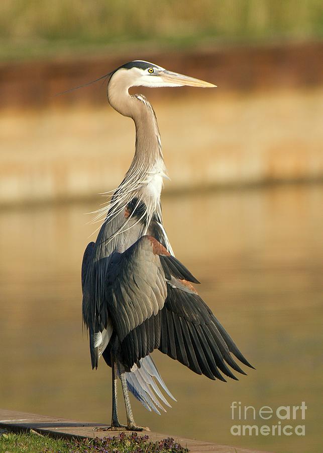 Great Blue Heron Open Wings Photograph by Yvonne M Smith