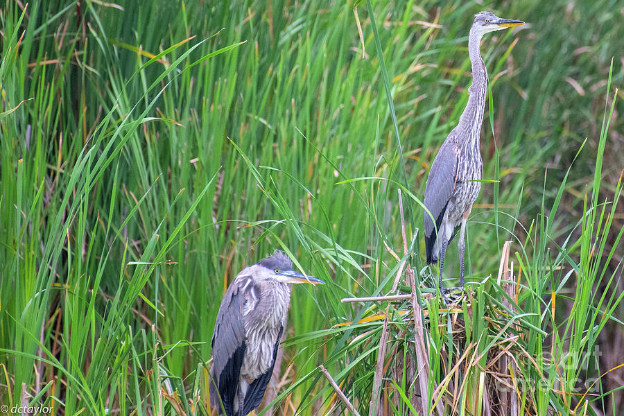 Great Blue Heron Outpost Photograph by David Taylor