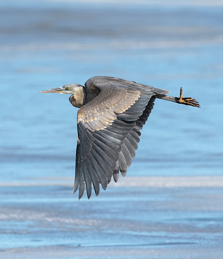 Great Blue Heron Over Ice Photograph by Loree Johnson