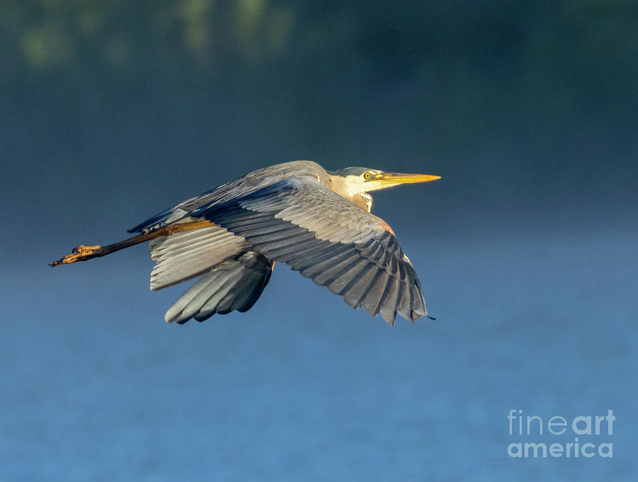 Great Blue Heron Over Manitou Lake Photograph by Steven Krull