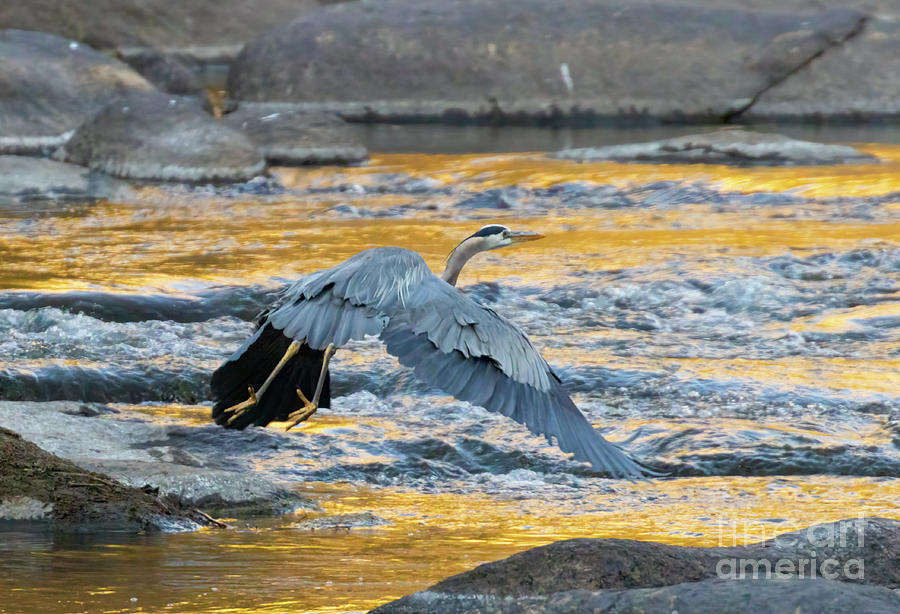 Great Blue Heron Over River Photograph