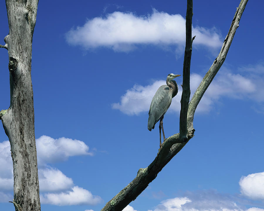 Great Blue Heron Over the Beaver Marsh Photograph by Dennis Lundell