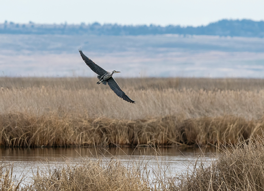Great Blue Heron Over the Marsh Photograph by Loree Johnson