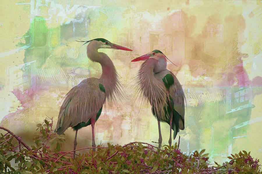 Great Blue Heron Pair Digital Art Photograph