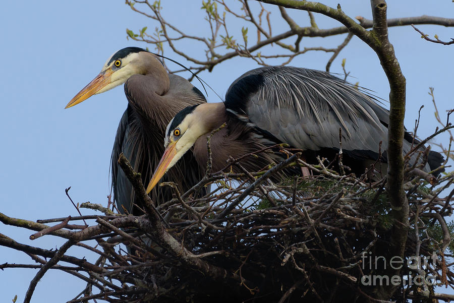 Seattle Photograph - Great Blue Heron Pair Guarding Nest by Nancy Gleason