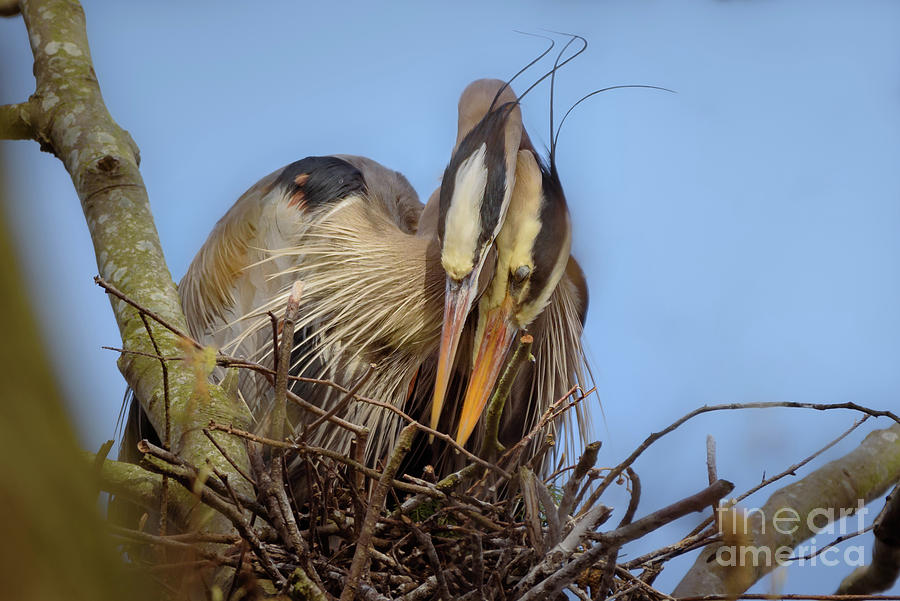 Great Blue Heron Pair on Nest Photograph by Nancy Gleason